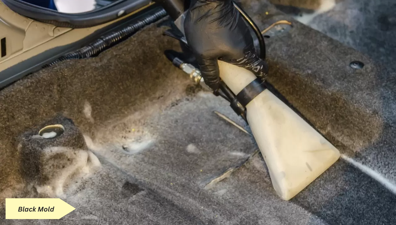 How to Remove Mold from car floor