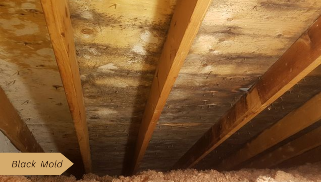 How to Remove Mold from Attic Plywood?