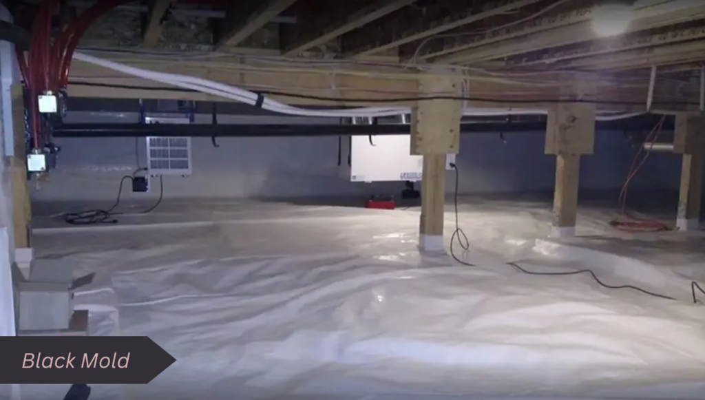 How to Remove Mold from Crawl space