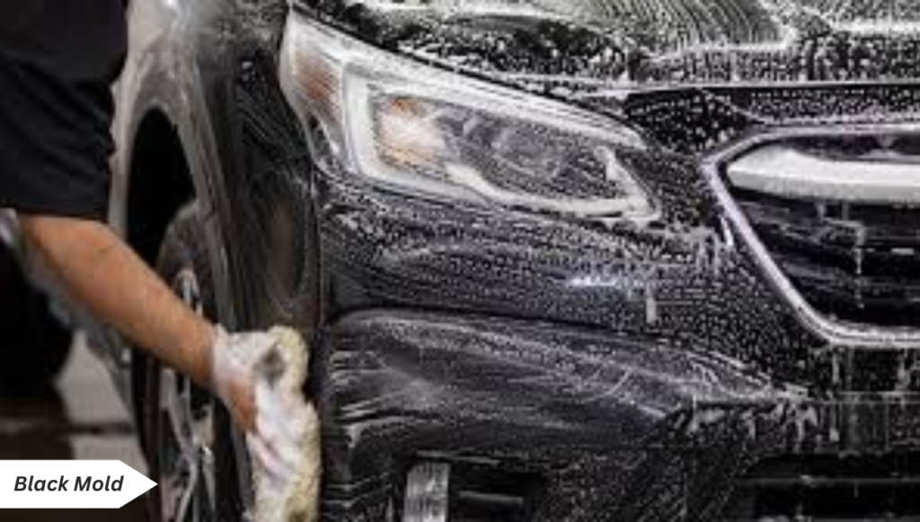 How to Remove Mold from car exterior