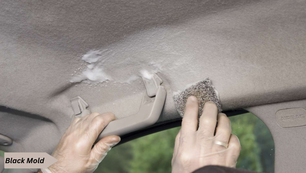 How to Remove Mold from car roof